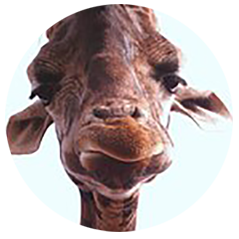giraffe-circle
