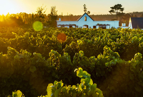vineyard